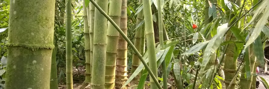 Jaгί·Juνοnen banner