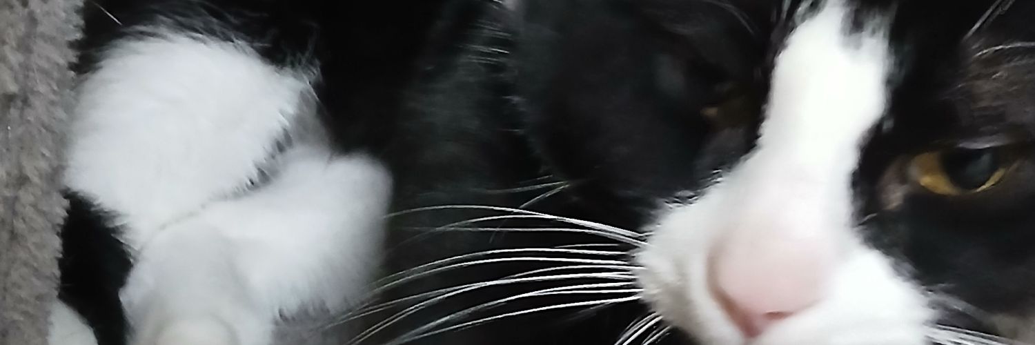 TheFakeBrit_'s profile banner image