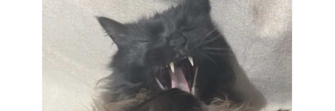 _merimc's profile banner image