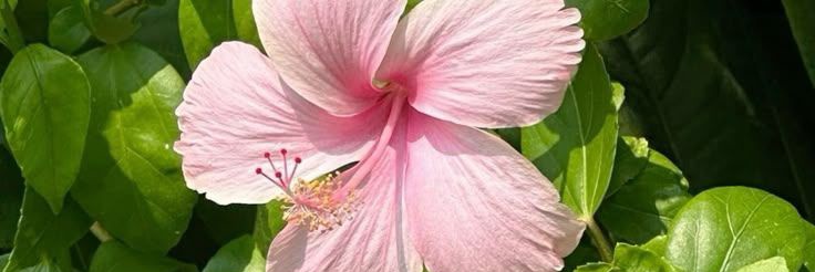 ≈ Dαllαx 🌸︱ 📖 𝚀𝚞𝚊𝚛𝚝𝚊 𝙰𝚜𝚊 banner