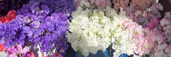 Lathyrus77 Profile Banner