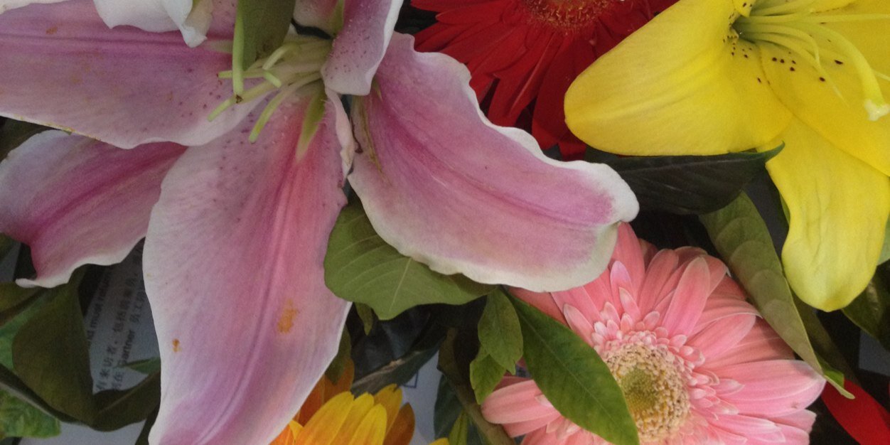 K Harris-Ferrante banner