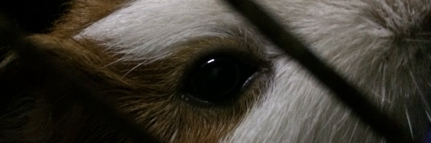 im_dith's profile banner image