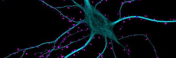 BU Neuroscience 🧠 banner