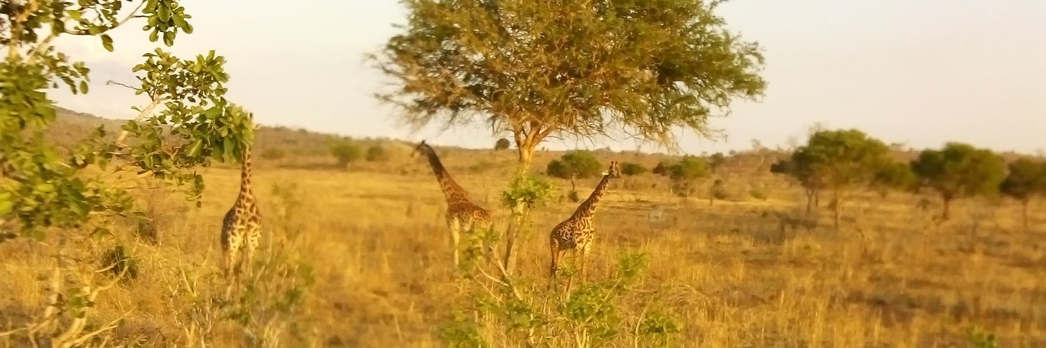 shimbafuli's profile banner image