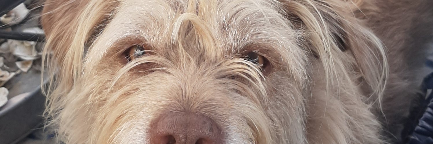 catbuddah's profile banner image