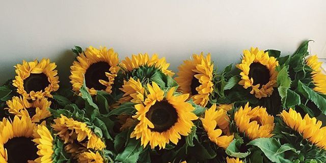 CassidyGaudet's profile banner image