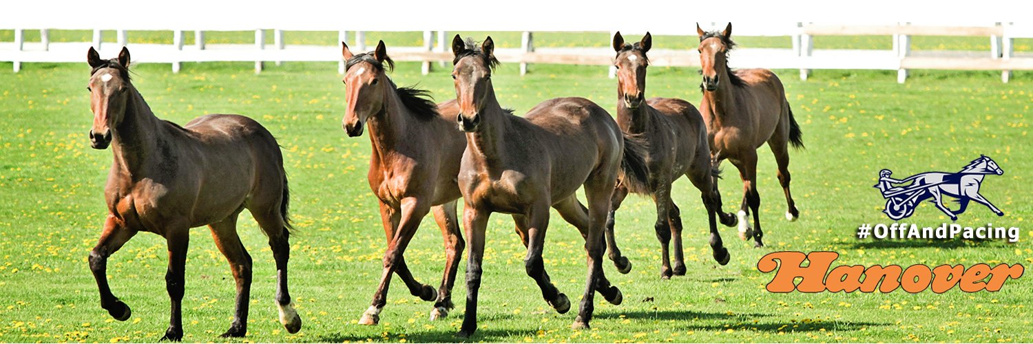 Hanover Shoe Farms banner