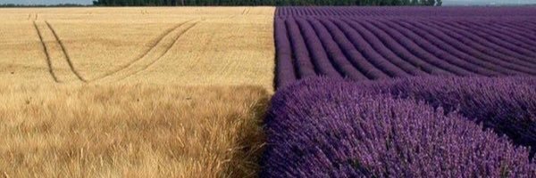 FMalvani's profile banner image