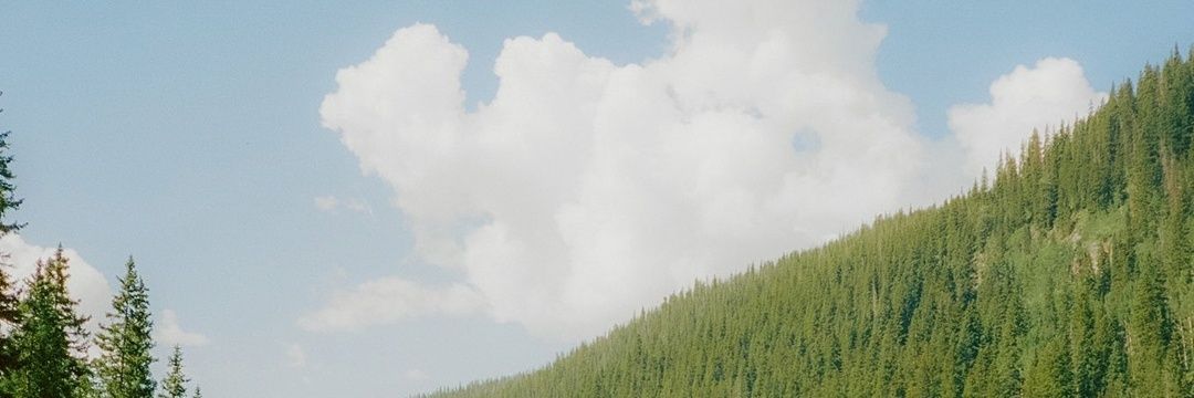 Mega🦋 banner