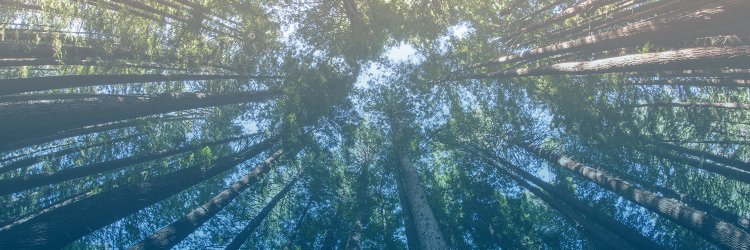 Business Wire-CSR banner