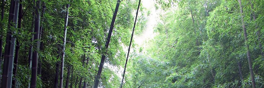 Bamboo Inspiration banner