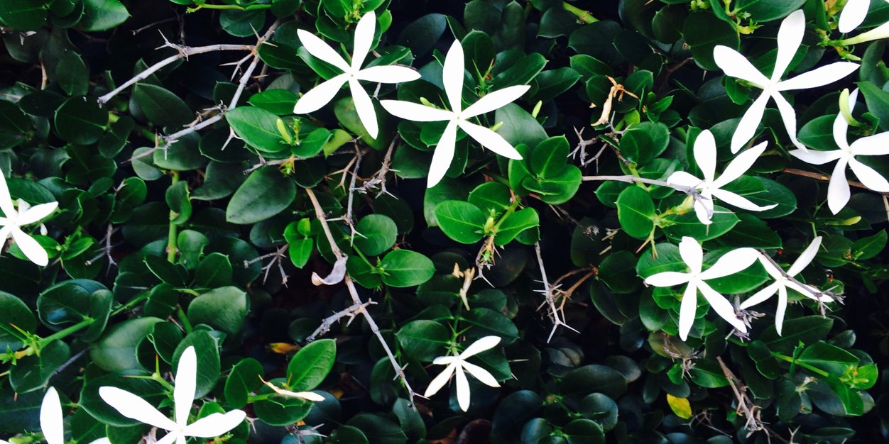 JAS_BASBAS's profile banner image