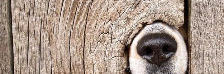 Álvaro Muñoz Gonzalez banner