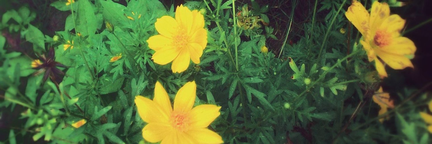 knkpff's profile banner image