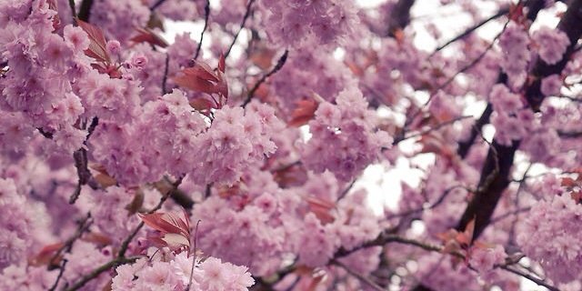 Maram_th's profile banner image