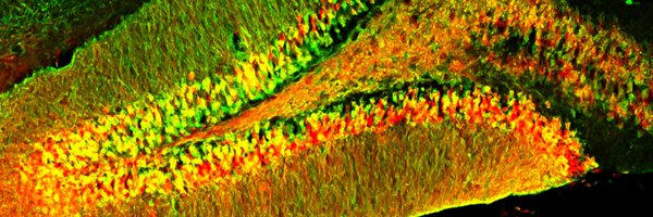 BiedererLab Profile Banner