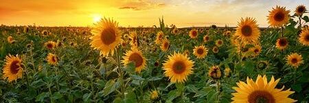 roxy_ariash's profile banner image