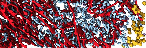 QiangGuo_EM Profile Banner