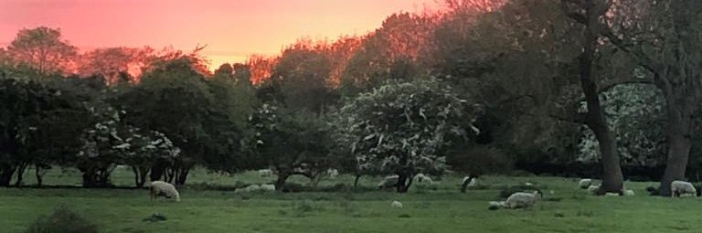 AlisterGreenNFU's profile banner image