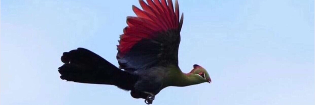 BirdWatchingZnz's profile banner image