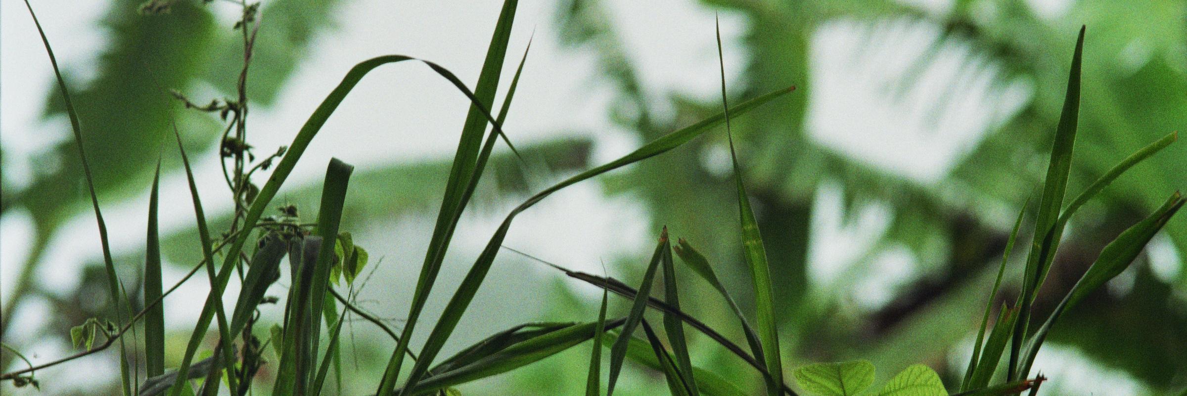 Pia Rauschenberger banner