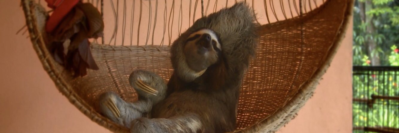 ナマケモノ研究所(The sloth research center)🦥's banner