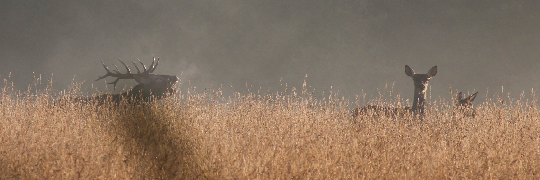 Jonathan Thévenet banner