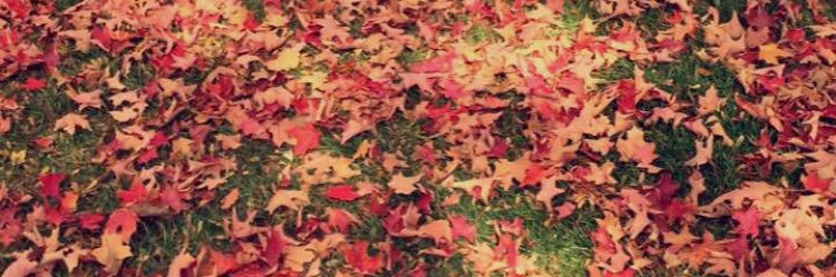 Reemalmalaq's profile banner image