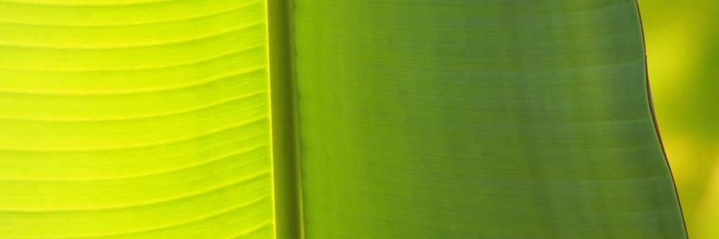 tutepuerta's profile banner image