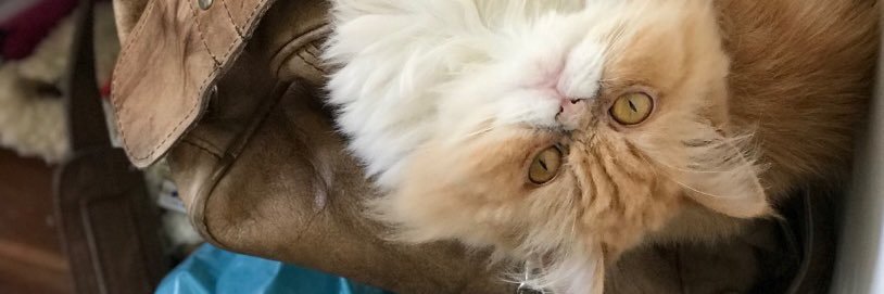 TriniGabetta's profile banner image