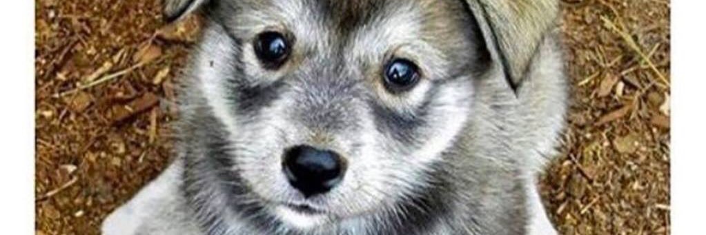 tastykc's profile banner image