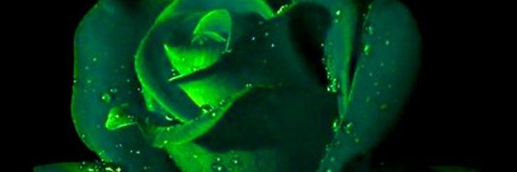 nandanur_'s profile banner image
