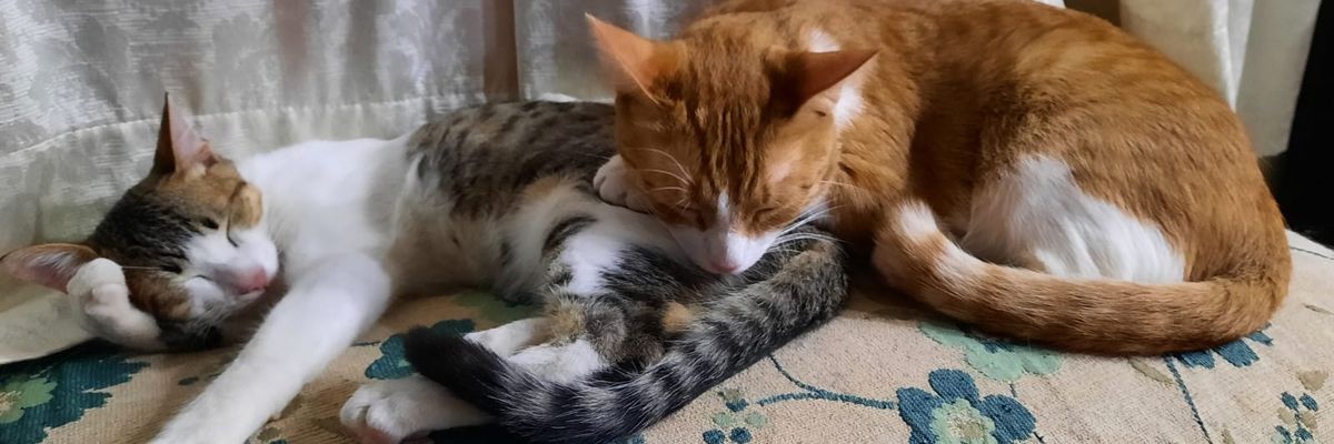 giuligaiga's profile banner image