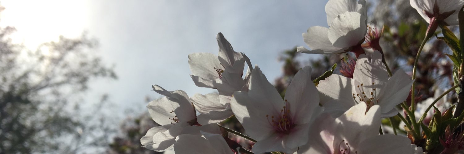 Dr. Carla Flink banner
