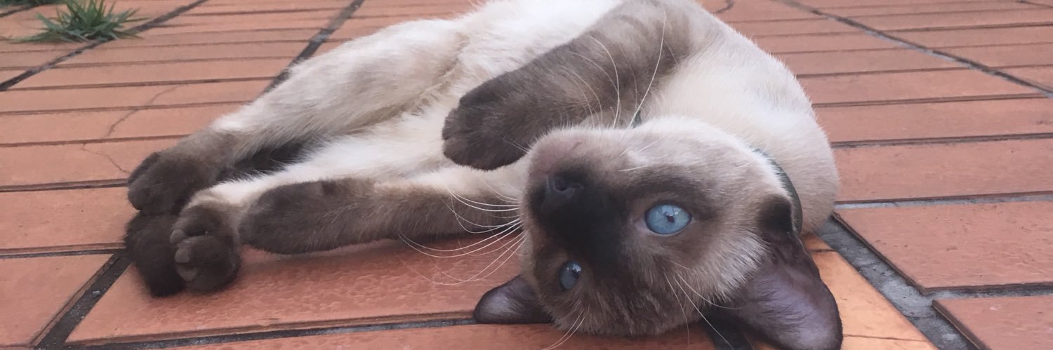 bluebrabuleta's profile banner image