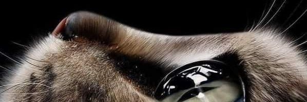maderrofdragons's profile banner image