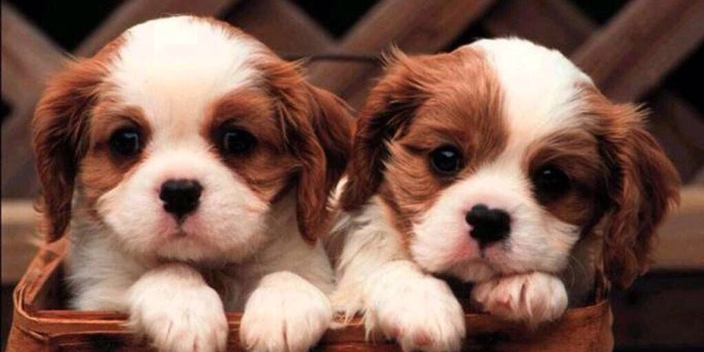 CutestPuppiess's profile banner image