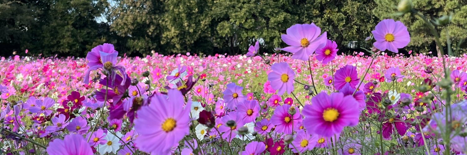 秦 澄美鈴/Hata Sumire banner