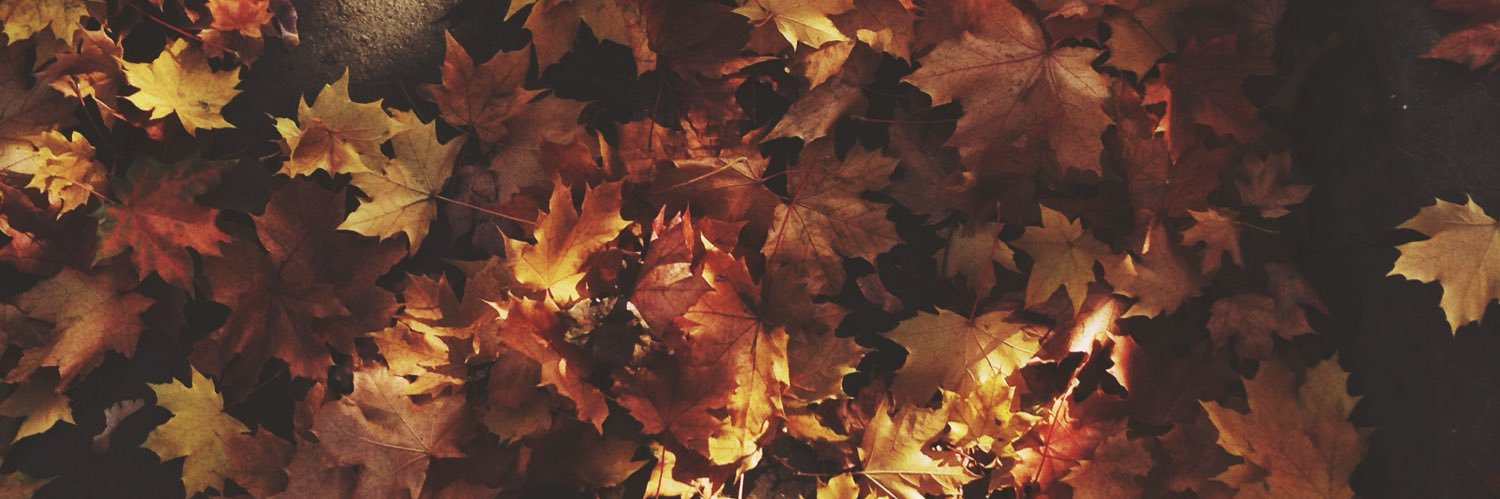JuliaShevchik's profile banner image