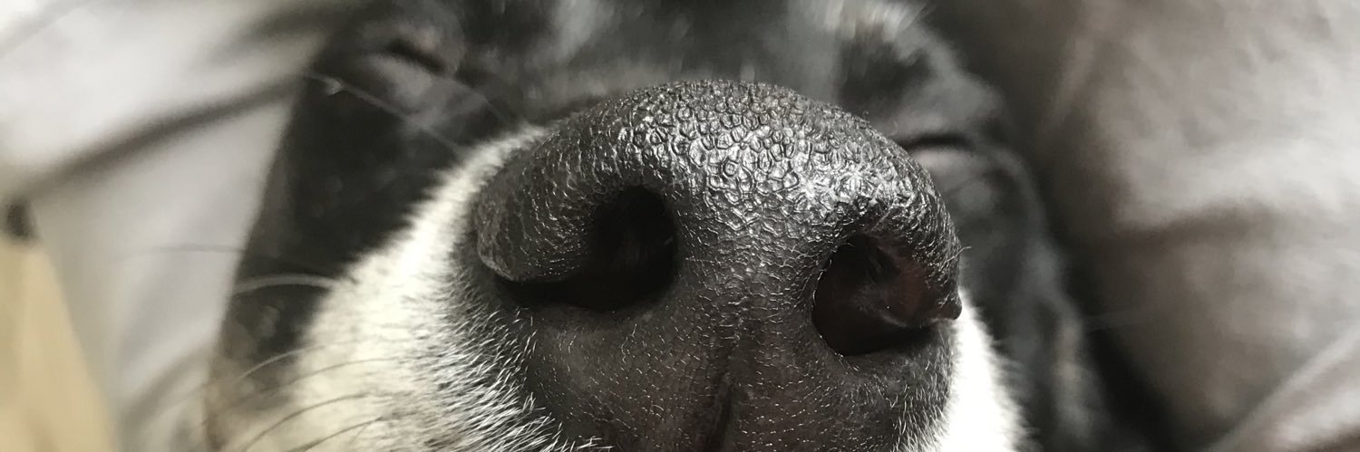 FruitofDoom's profile banner image