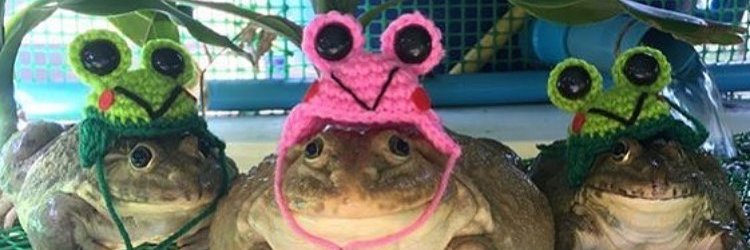 ScringlyBingly banner