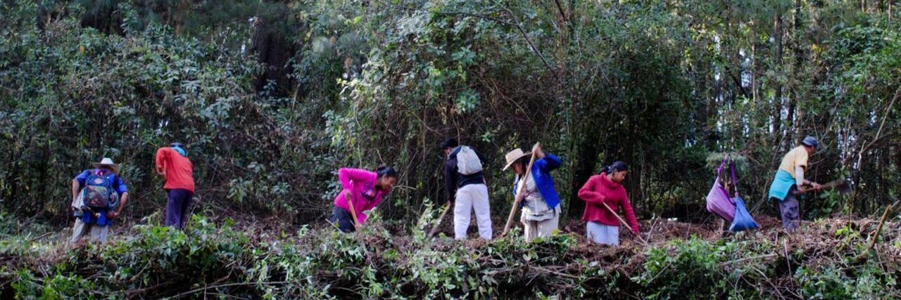 Consejo Civil Mexicano para la Silvicultura banner