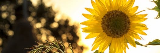 LauraSiner's profile banner image