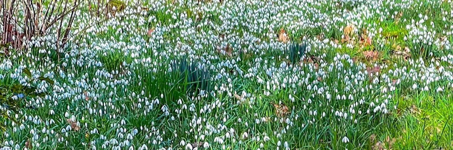 Community Action for Nature banner