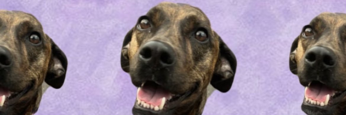 realJoeyKeto's profile banner image