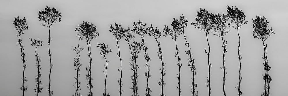 Bosque de la Danza banner