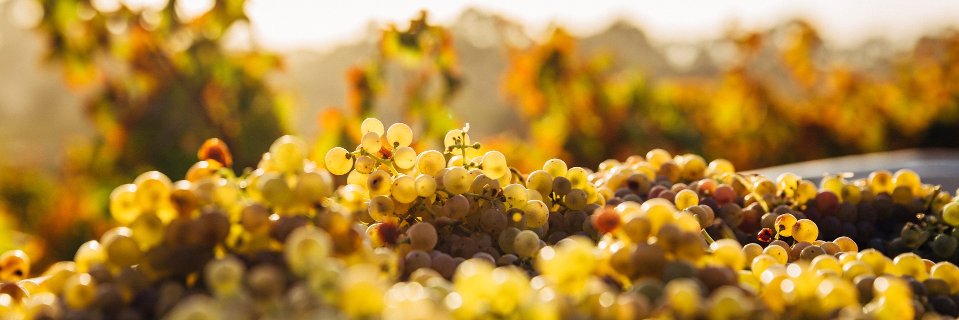 Officine Vitae banner