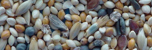 analyzeseeds Profile Banner