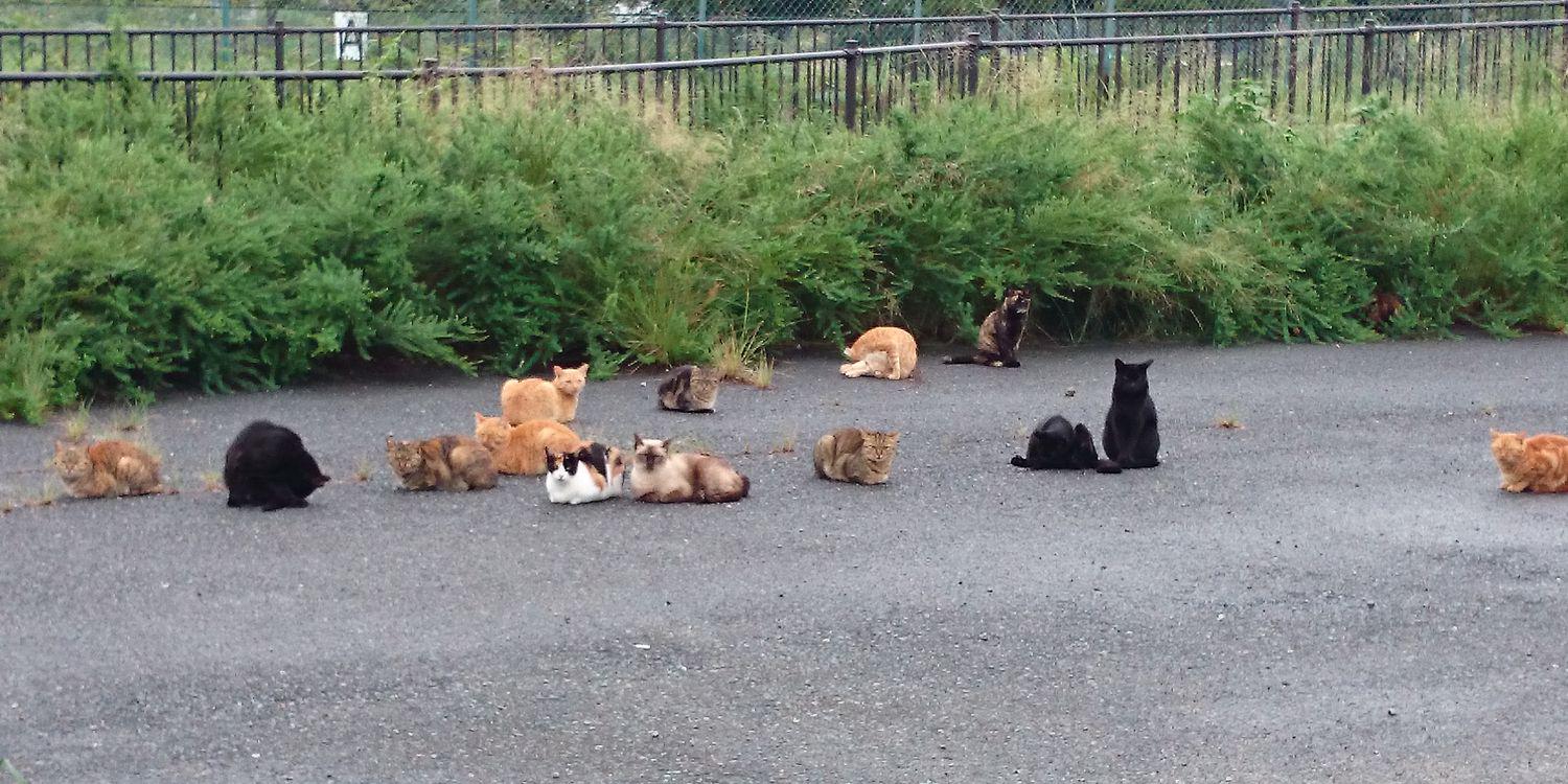 ねこのしっぽ banner